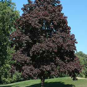 Plant Photo 9