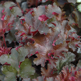 Plant Photo 5