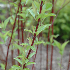 Plant Photo 4