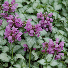 Plant Photo 2