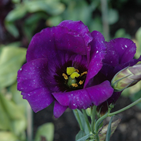 Plant Photo 9
