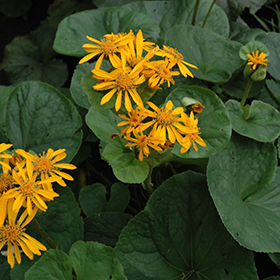 Plant Photo 9