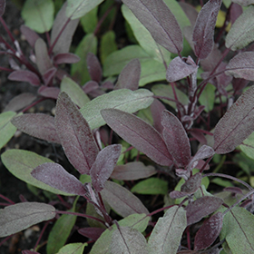 Plant Photo 7