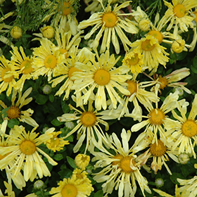 Plant Photo 5