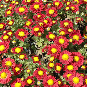 Plant Photo 4