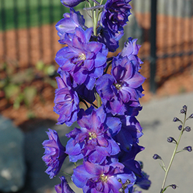 Plant Photo 9