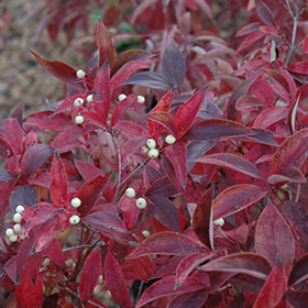 Plant Photo 3