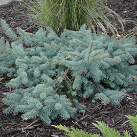 Plant Photo 4