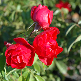 Plant Photo 1