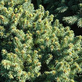 Plant Photo 3