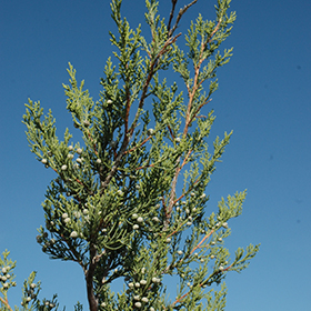 Plant Photo 7