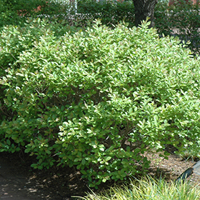 Plant Photo 8