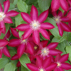 Plant Photo 7