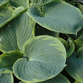 Plant Photo 5