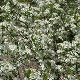 Plant Photo 7