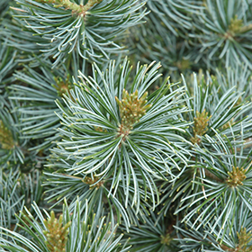 Plant Photo 3