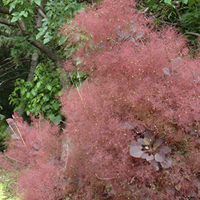 Plant Photo 10