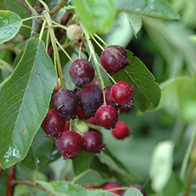 Plant Photo 4