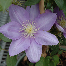 Plant Photo 8