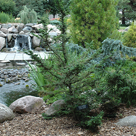 Plant Photo 10