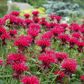 Plant Photo 6