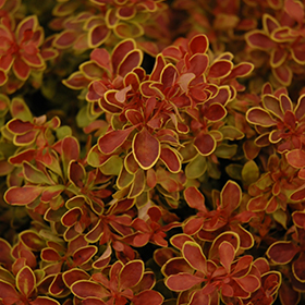 Plant Photo 10