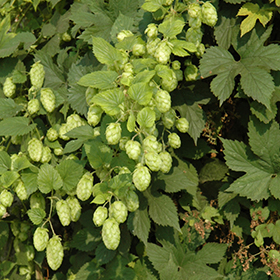 Plant Photo 9