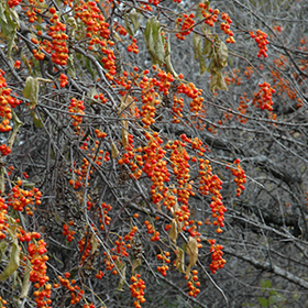Plant Photo 3