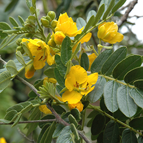 Plant Photo 3