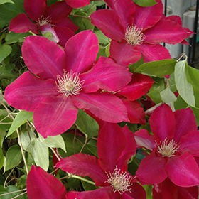 Plant Photo 1