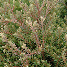 Plant Photo 4