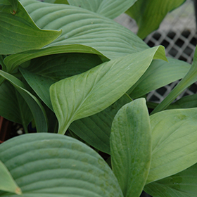 Plant Photo 8