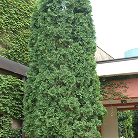 Plant Photo 8