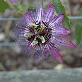 Plant Photo 3