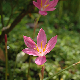 Plant Photo 2