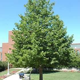 Plant Photo 7