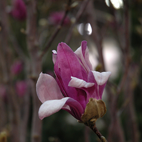 Plant Photo 4