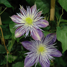 Plant Photo 10