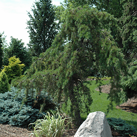 Plant Photo 6