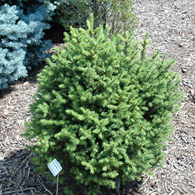 Plant Photo 8