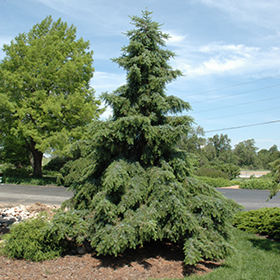 Plant Photo 9