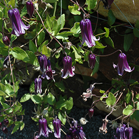 Plant Photo 2