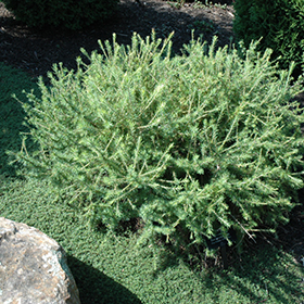 Plant Photo 2