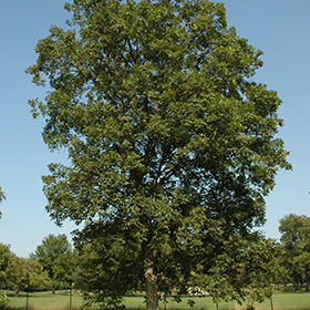 Plant Photo 9