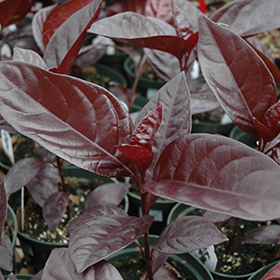 Plant Photo 7