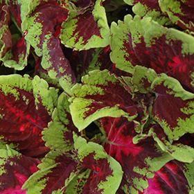 Plant Photo 4