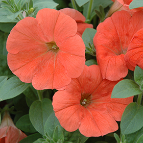 Plant Photo 10