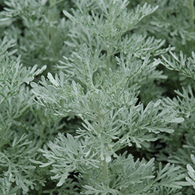 Plant Photo 3
