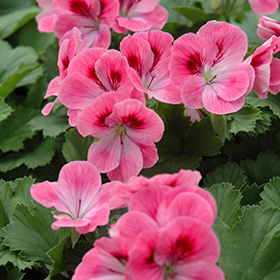 Plant Photo 8