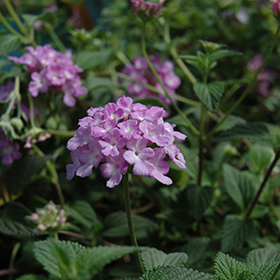 Plant Photo 1